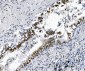 Anti-SAMHD1 Antibody Picoband™ (monoclonal, 3B9)